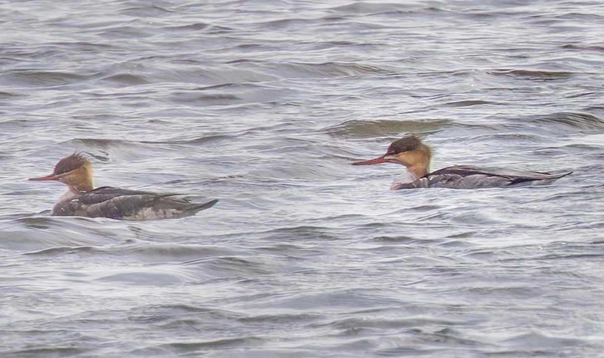 ウミアイサ - ML644772256