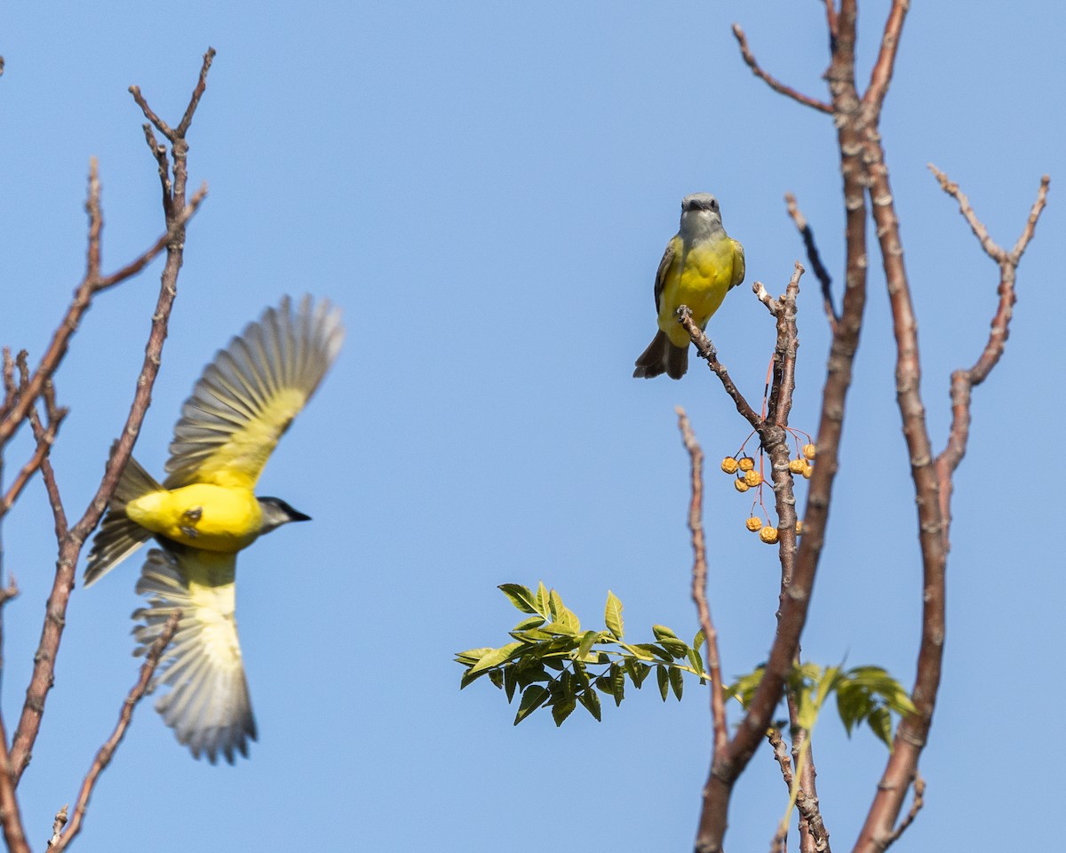 ヒガシオリーブタイランチョウ - ML644772257