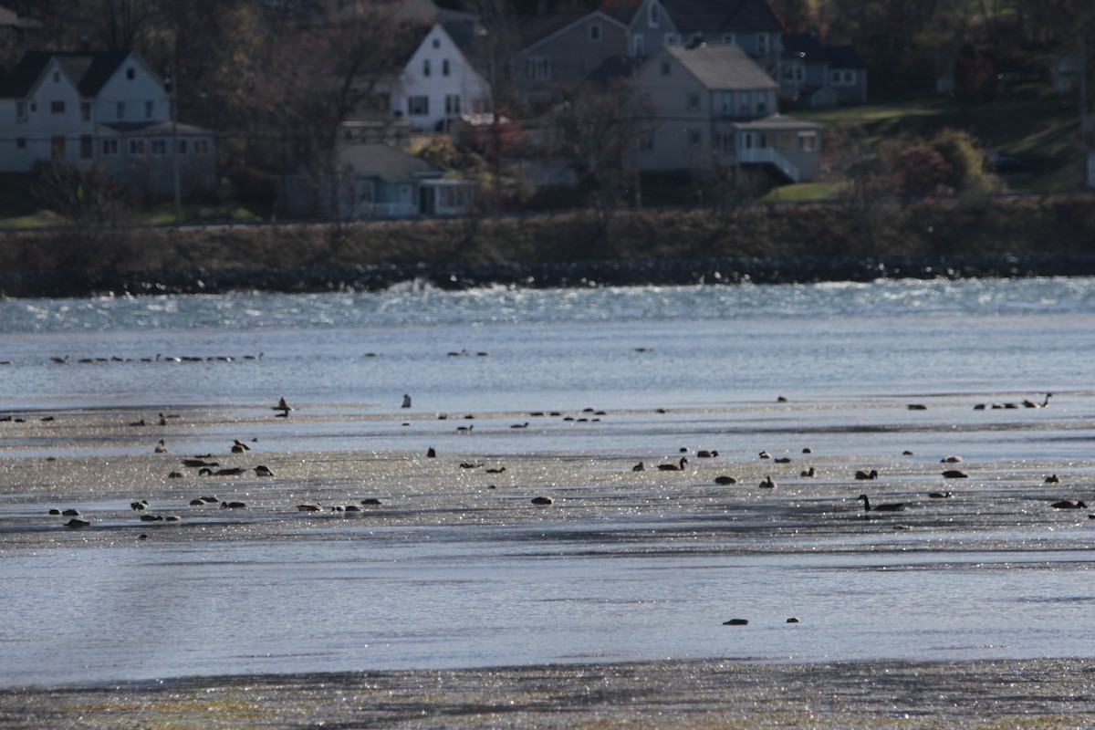 カナダガン - ML644772258