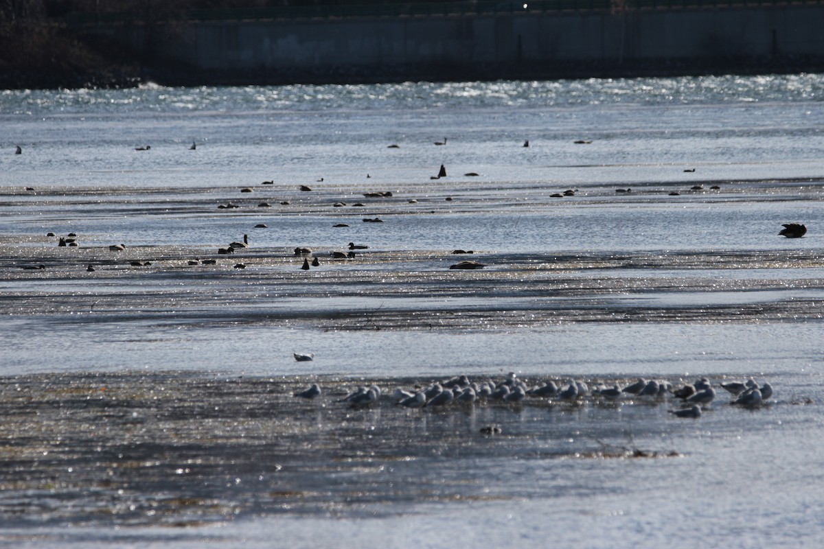 カナダガン - ML644772259