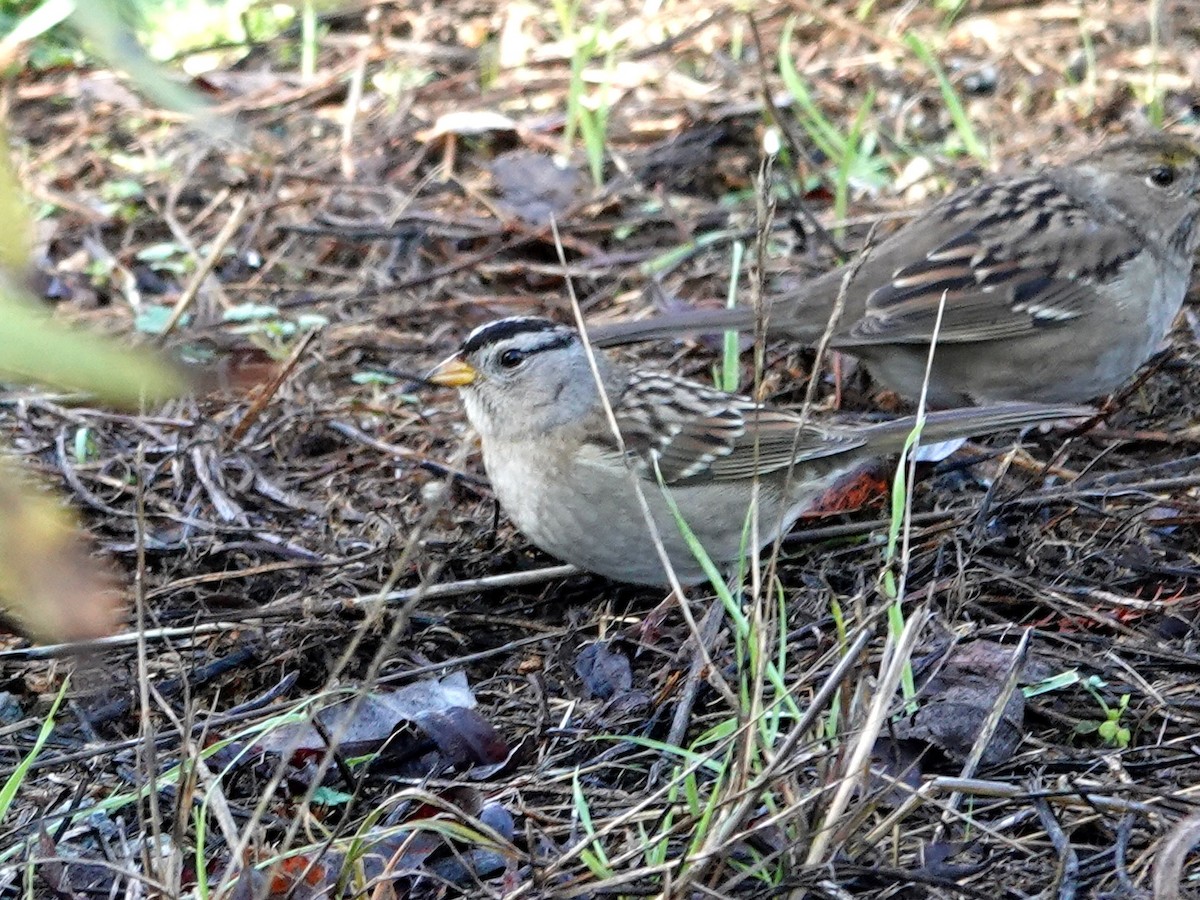 ミヤマシトド - ML644772260