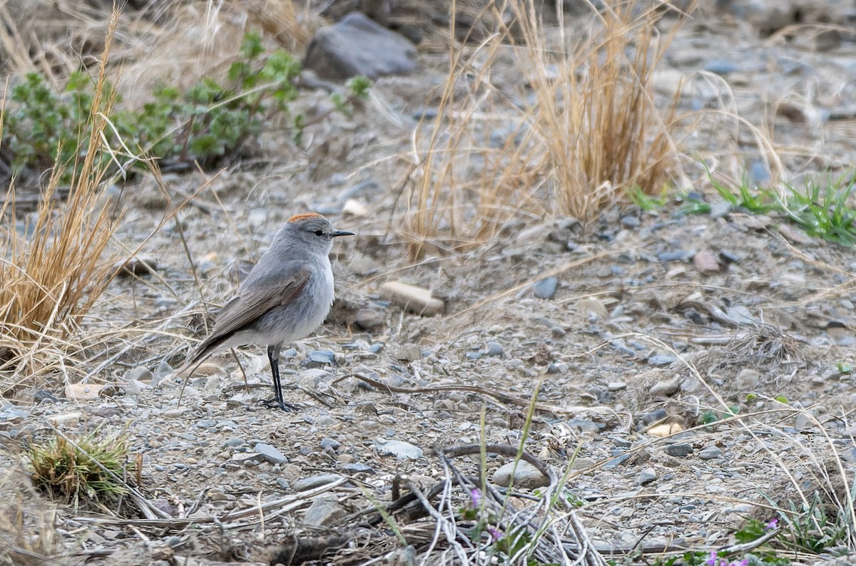 イワタイランチョウ - ML644772264