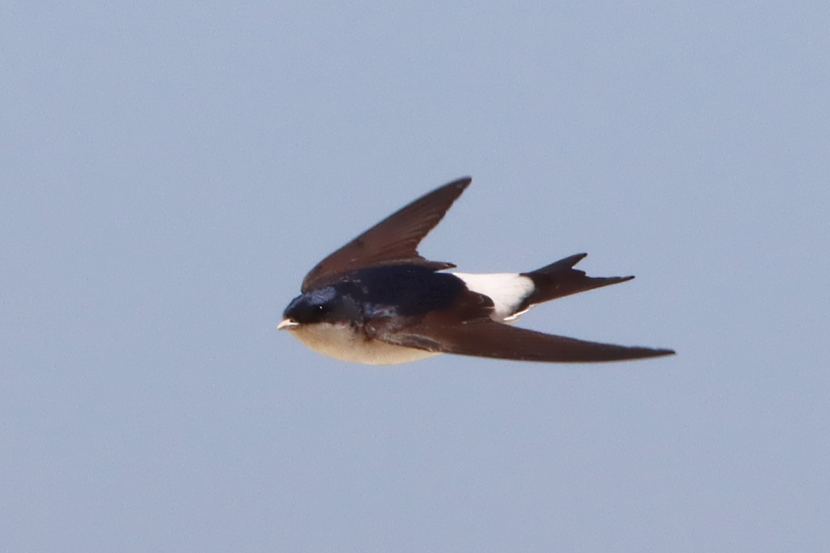 Western House-Martin - ML644772268