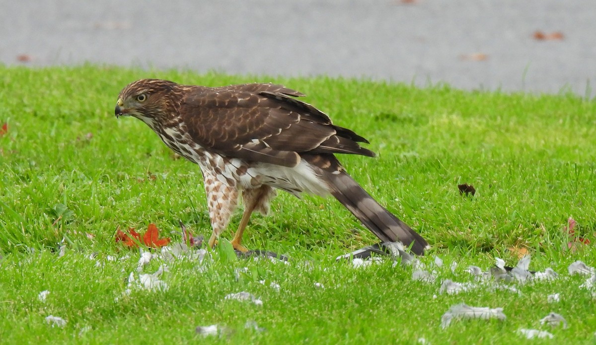 Яструб чорноголовий - ML644772275