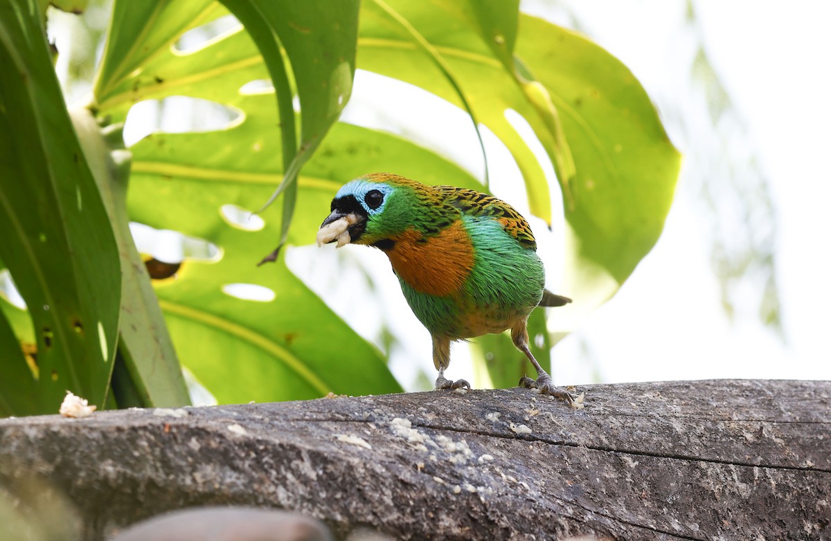 Brassy-breasted Tanager - ML644772288
