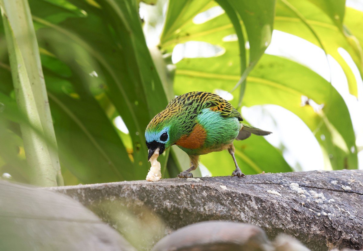 Brassy-breasted Tanager - ML644772289