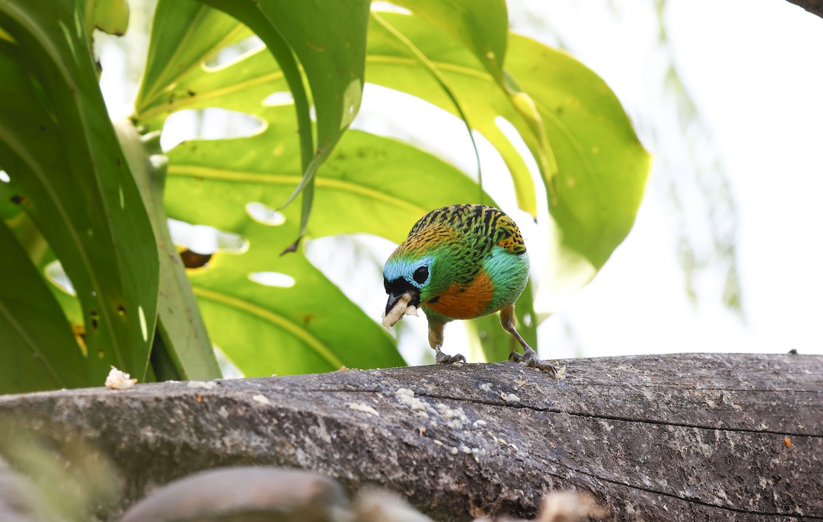 Brassy-breasted Tanager - ML644772290
