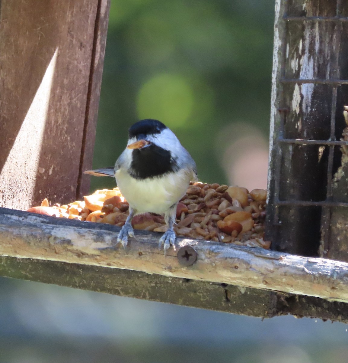 Гаїчка каролінська - ML644772294