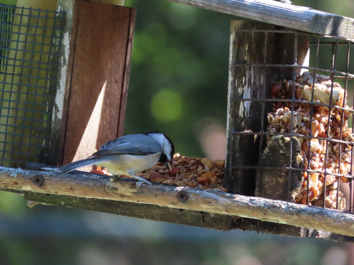 Гаїчка каролінська - ML644772297
