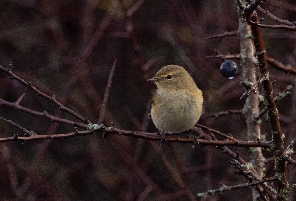 Mosquitero Común - ML644772303
