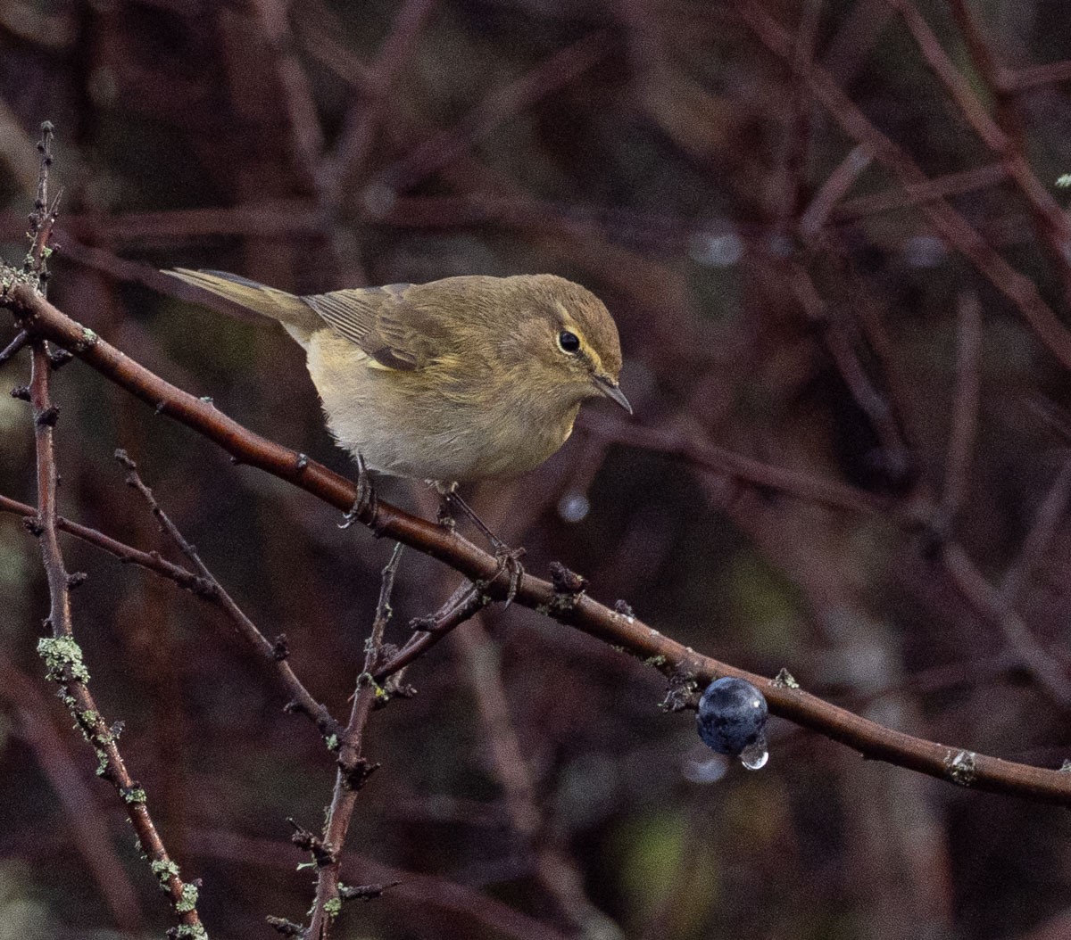 Mosquitero Común - ML644772304