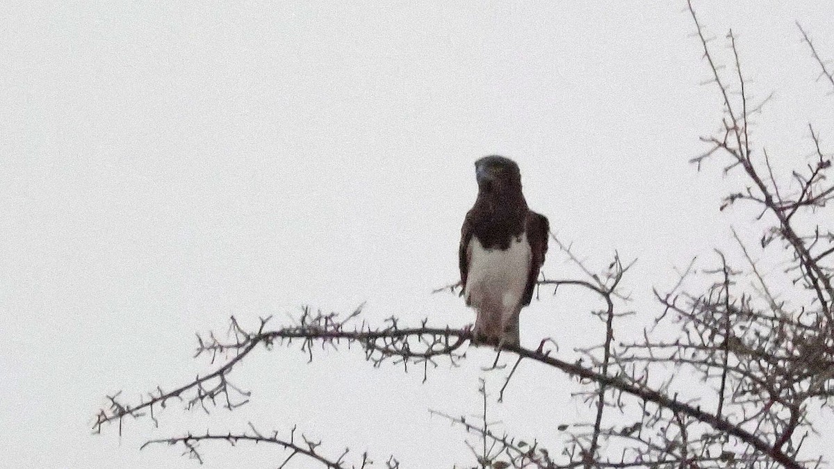 Змієїд чорноволий - ML644772305