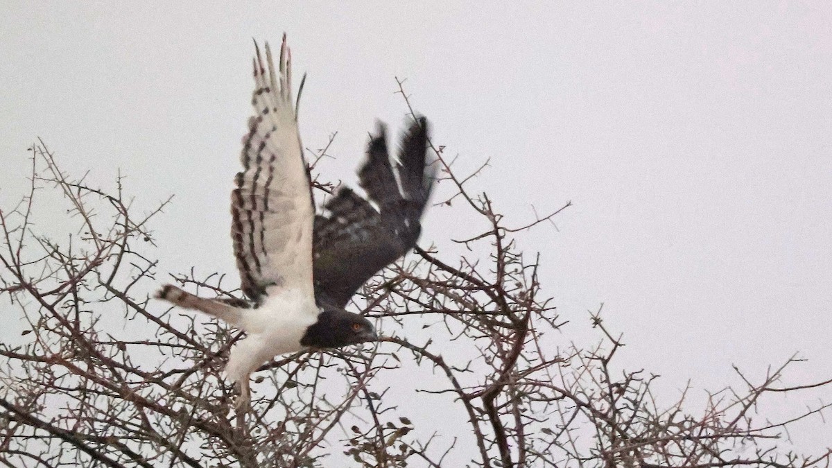 Змієїд чорноволий - ML644772308