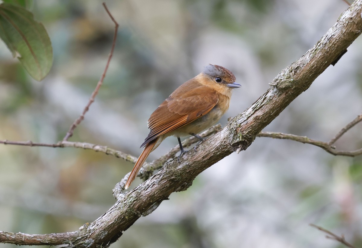Chestnut-crowned Becard - ML644772310