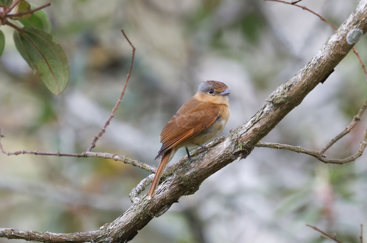 Chestnut-crowned Becard - ML644772311