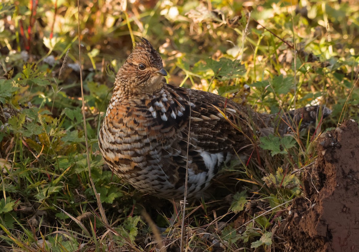 Ruffed Grouse - ML644772315