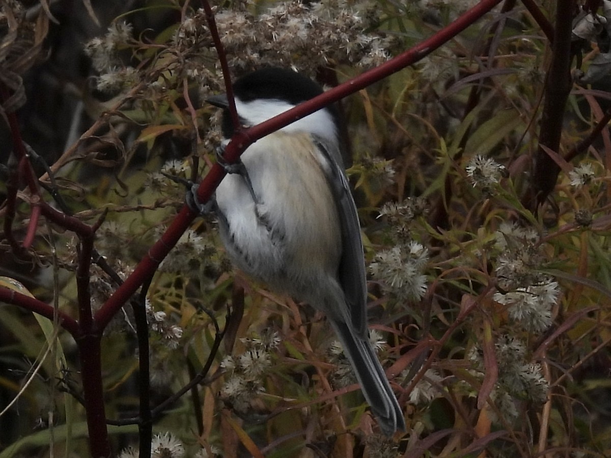 Black-capped Chickadee - ML644772321