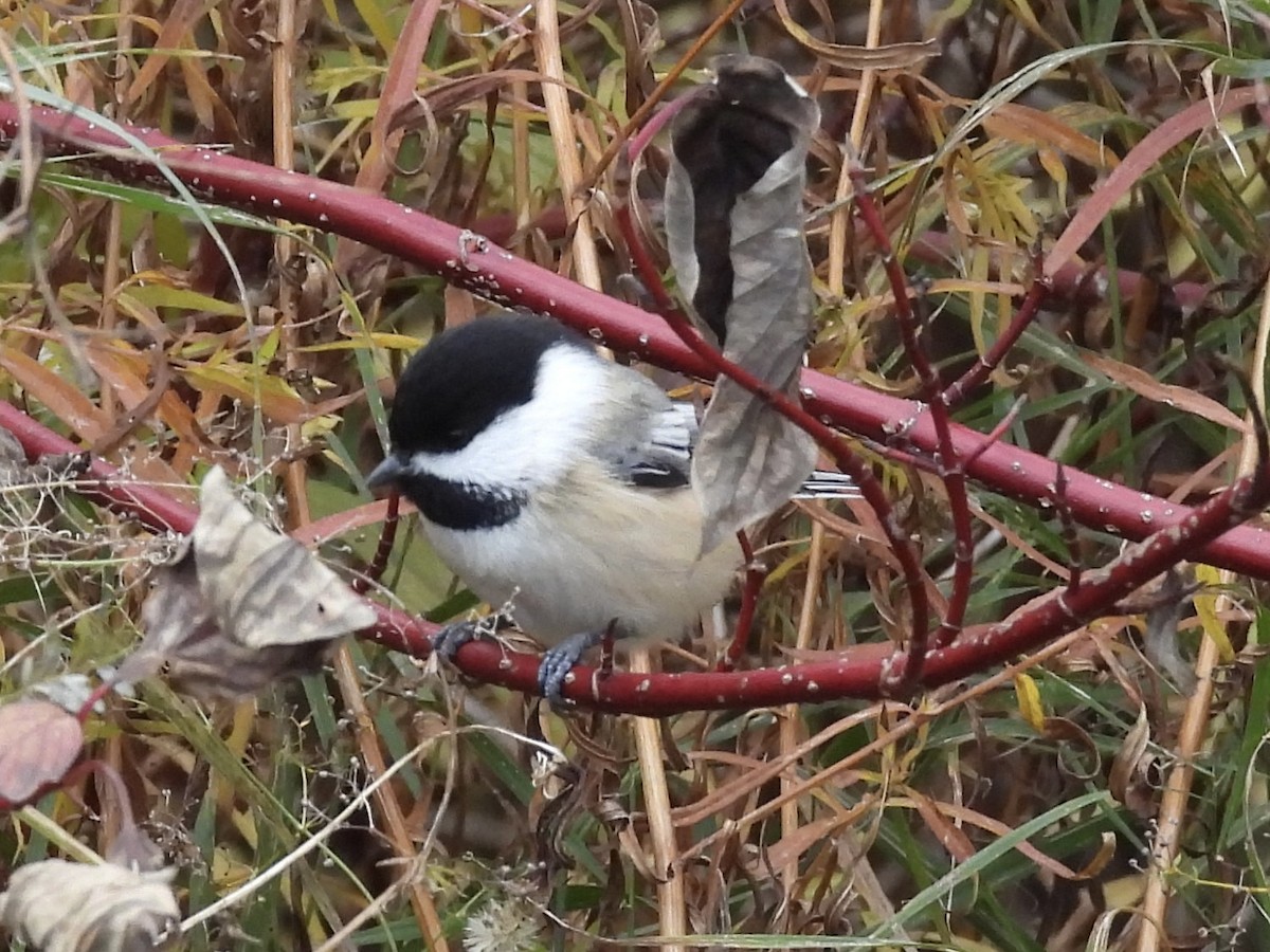 Black-capped Chickadee - ML644772322