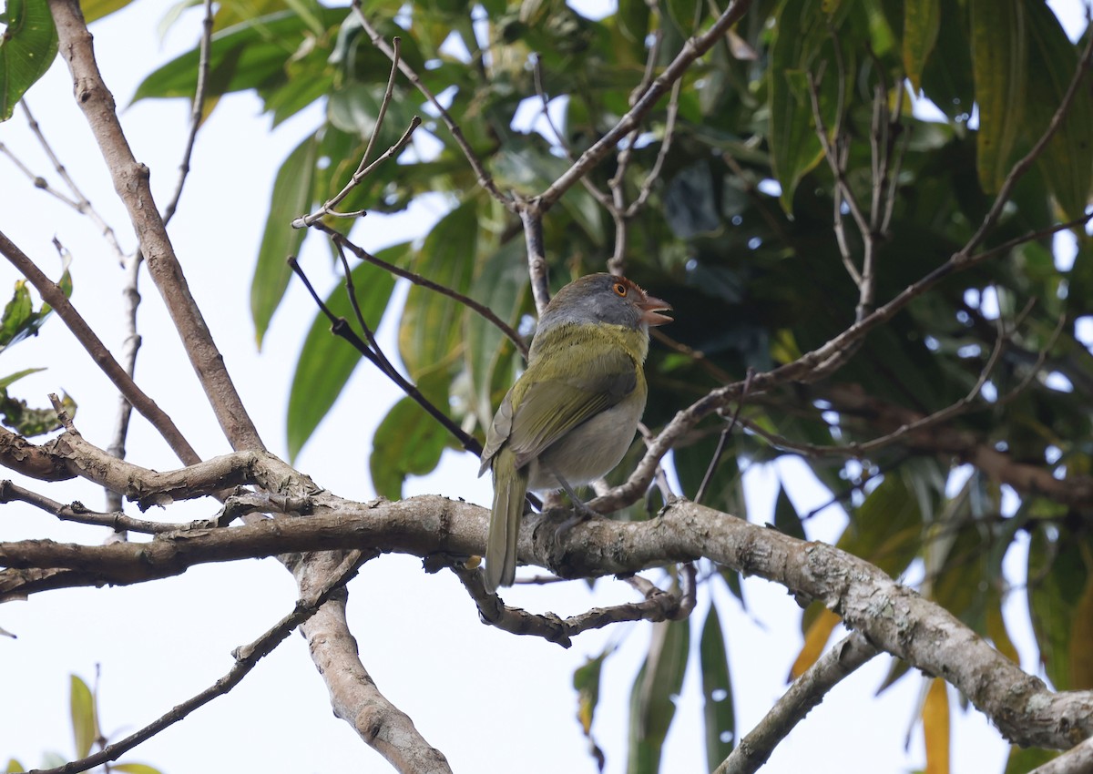 Віреон рудобровий (підвид ochrocephala) - ML644772327