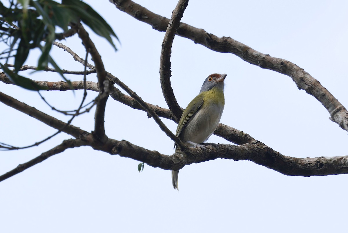 Віреон рудобровий (підвид ochrocephala) - ML644772328