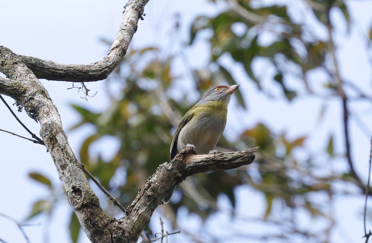 Віреон рудобровий (підвид ochrocephala) - ML644772329