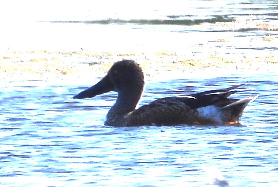 Canard souchet - ML644772336