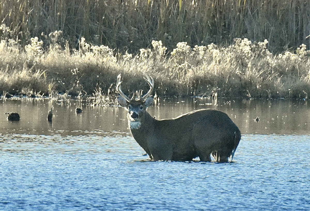 Animals - ML644772343