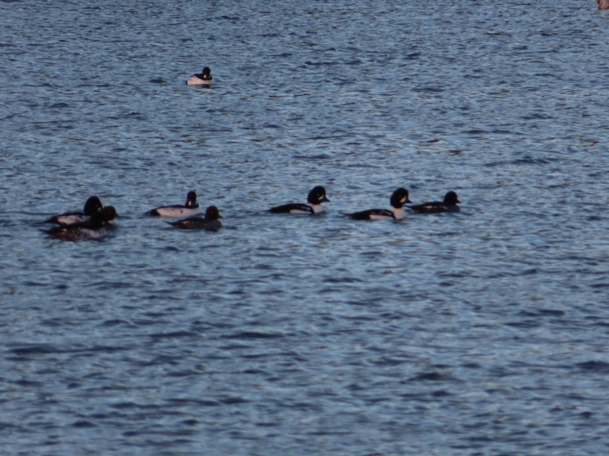 Исландский гоголь - ML644772350