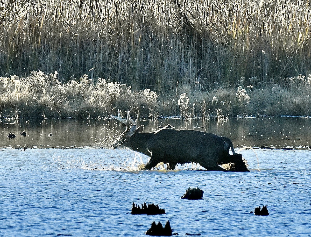 Animals - ML644772355