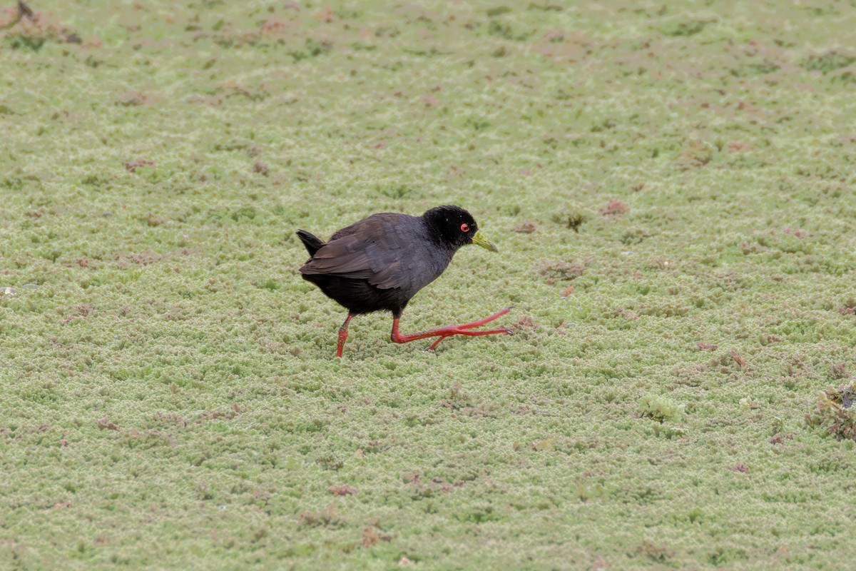 svartrikse - ML644772362