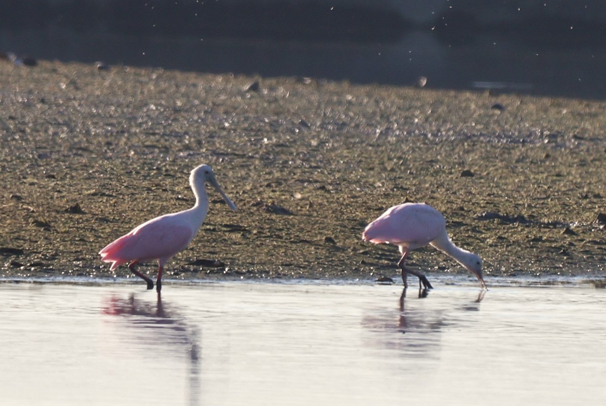 Espátula Rosada - ML644772364