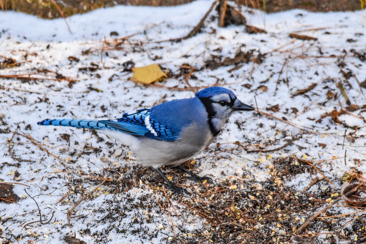 Blue Jay - ML644772366
