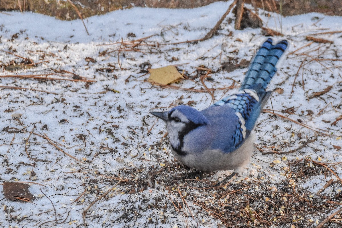 Blue Jay - ML644772367