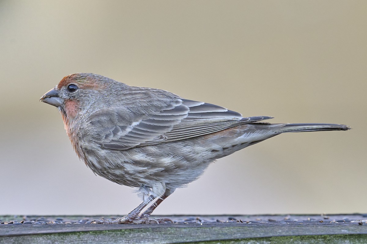 House Finch - ML644772369