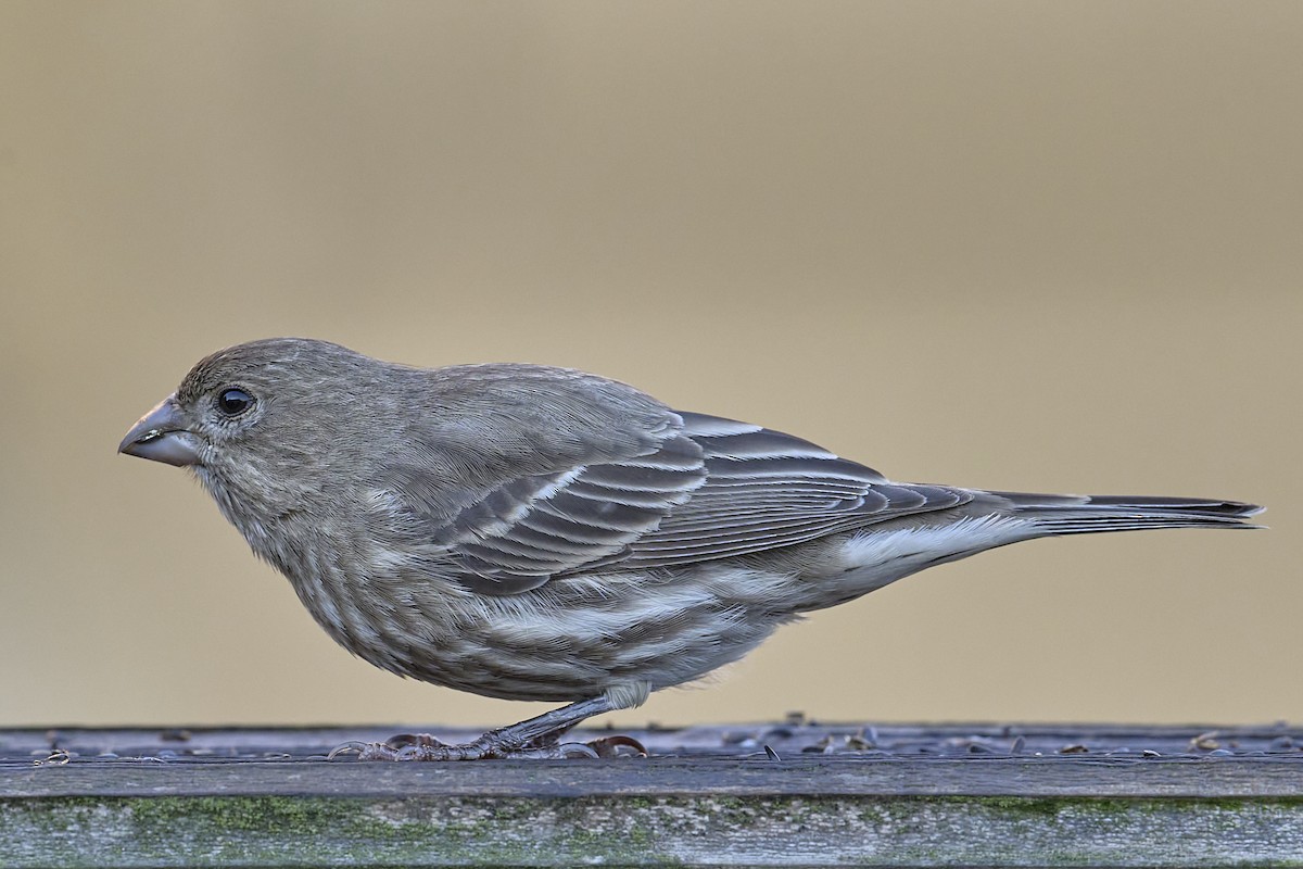 House Finch - ML644772370