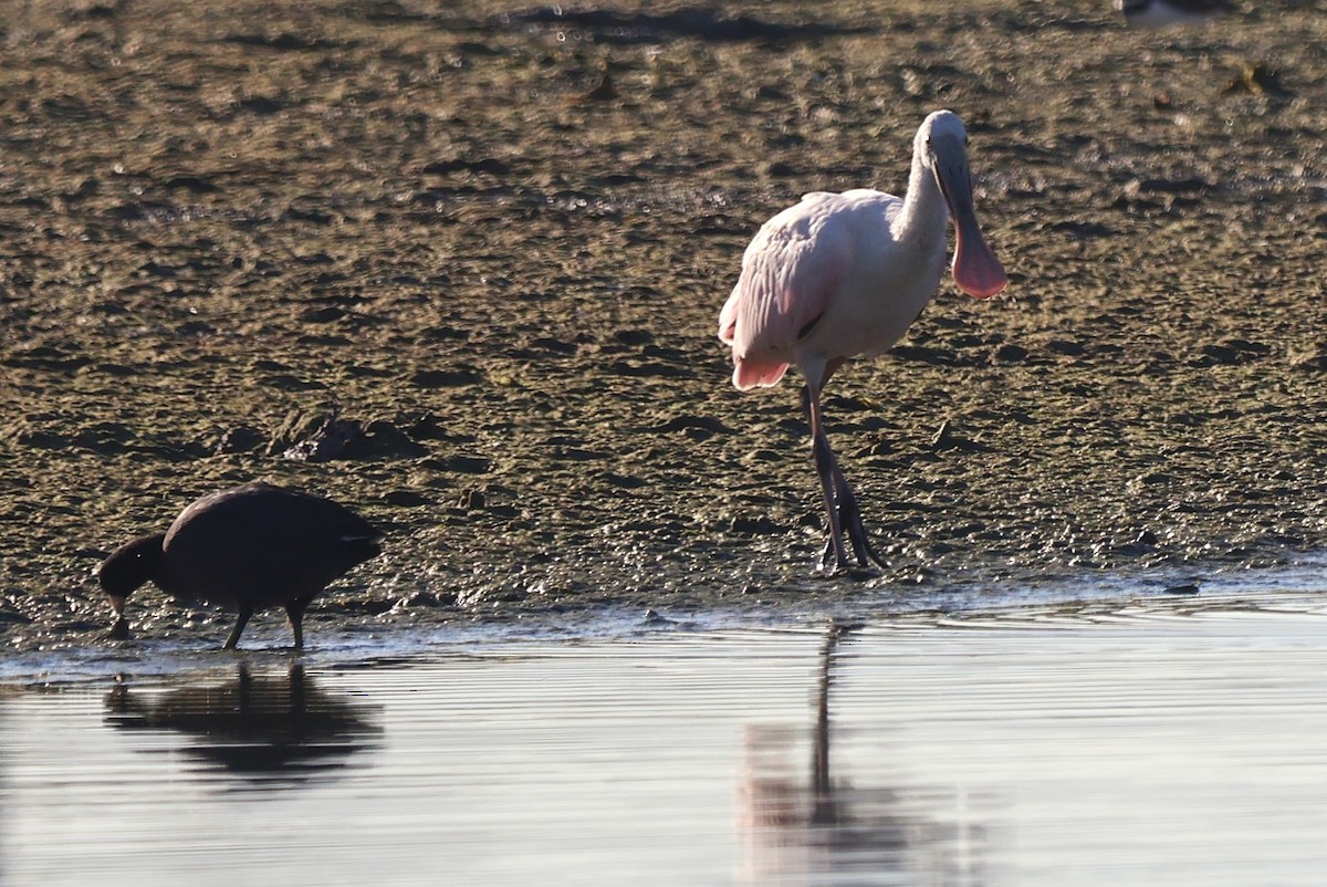 Espátula Rosada - ML644772372