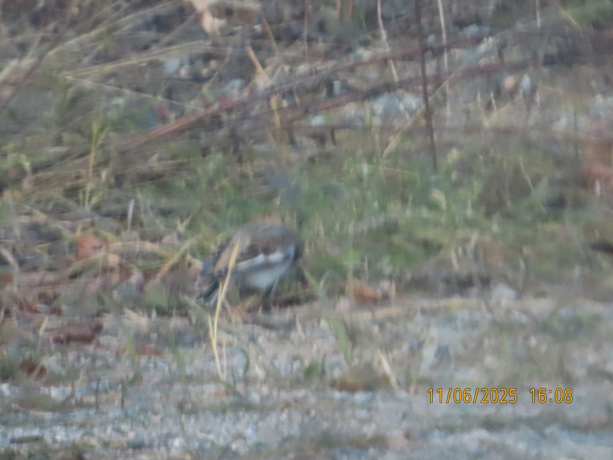 ユキホオジロ - ML644772373