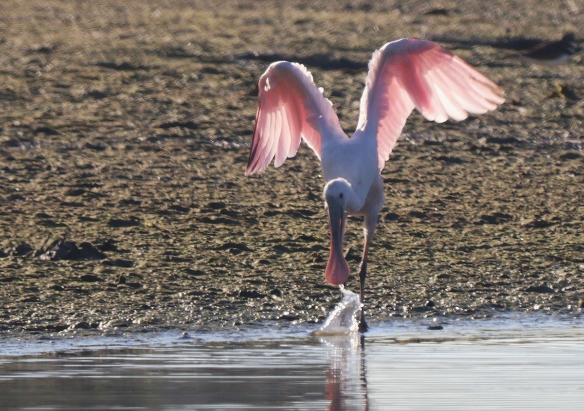 Espátula Rosada - ML644772378