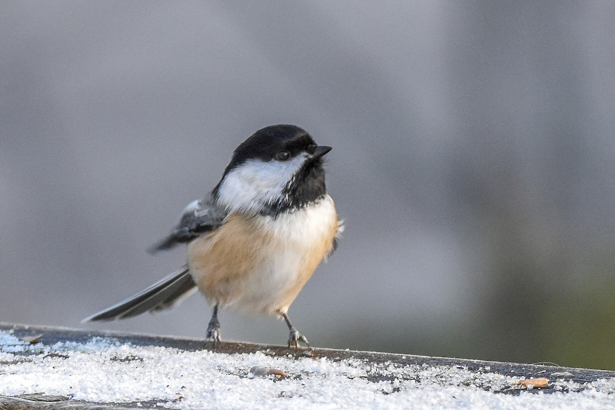 Black-capped Chickadee - ML644772380