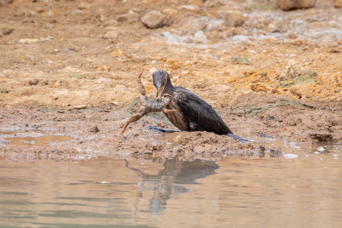 langstjertskarv - ML644772382