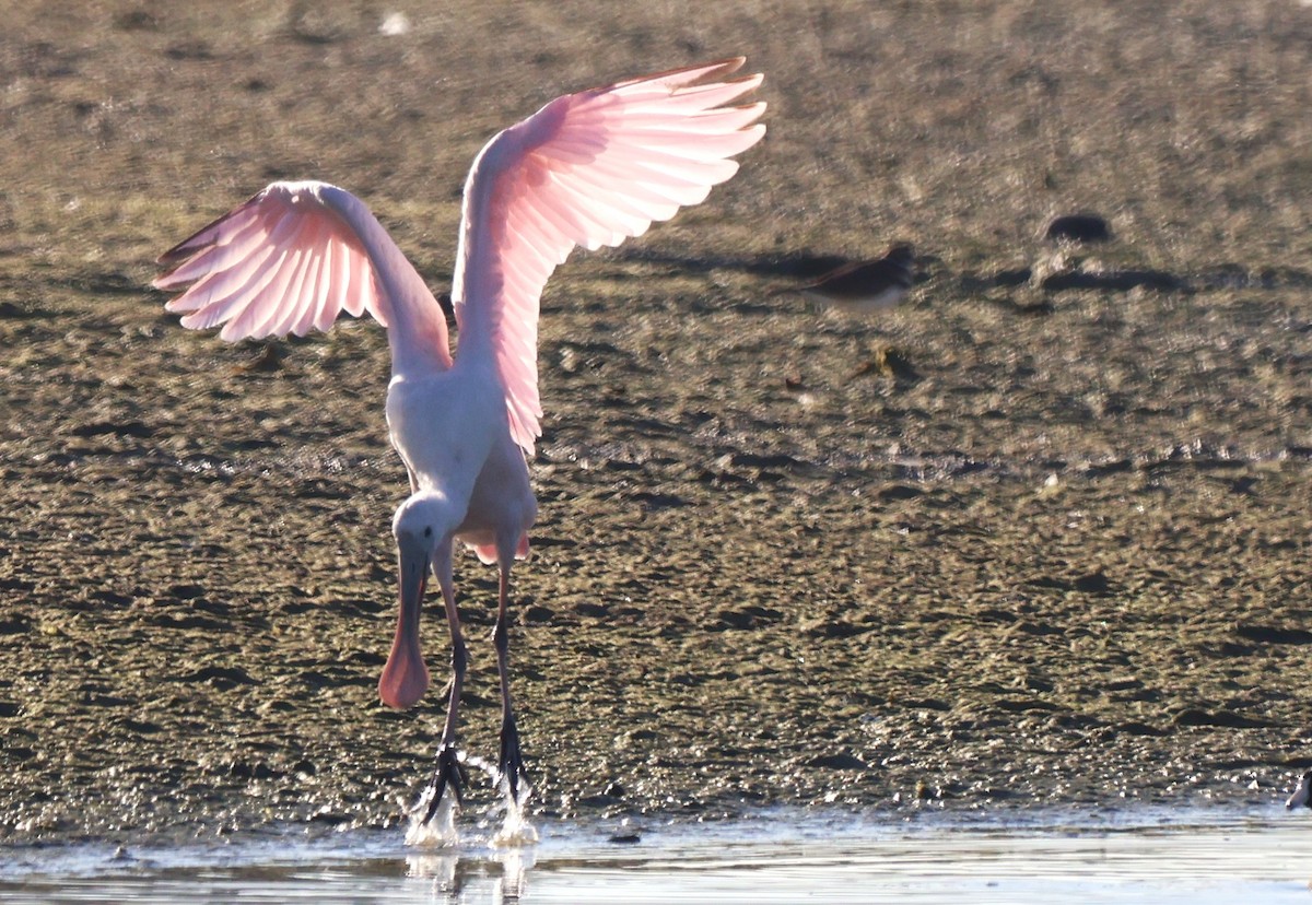Espátula Rosada - ML644772385