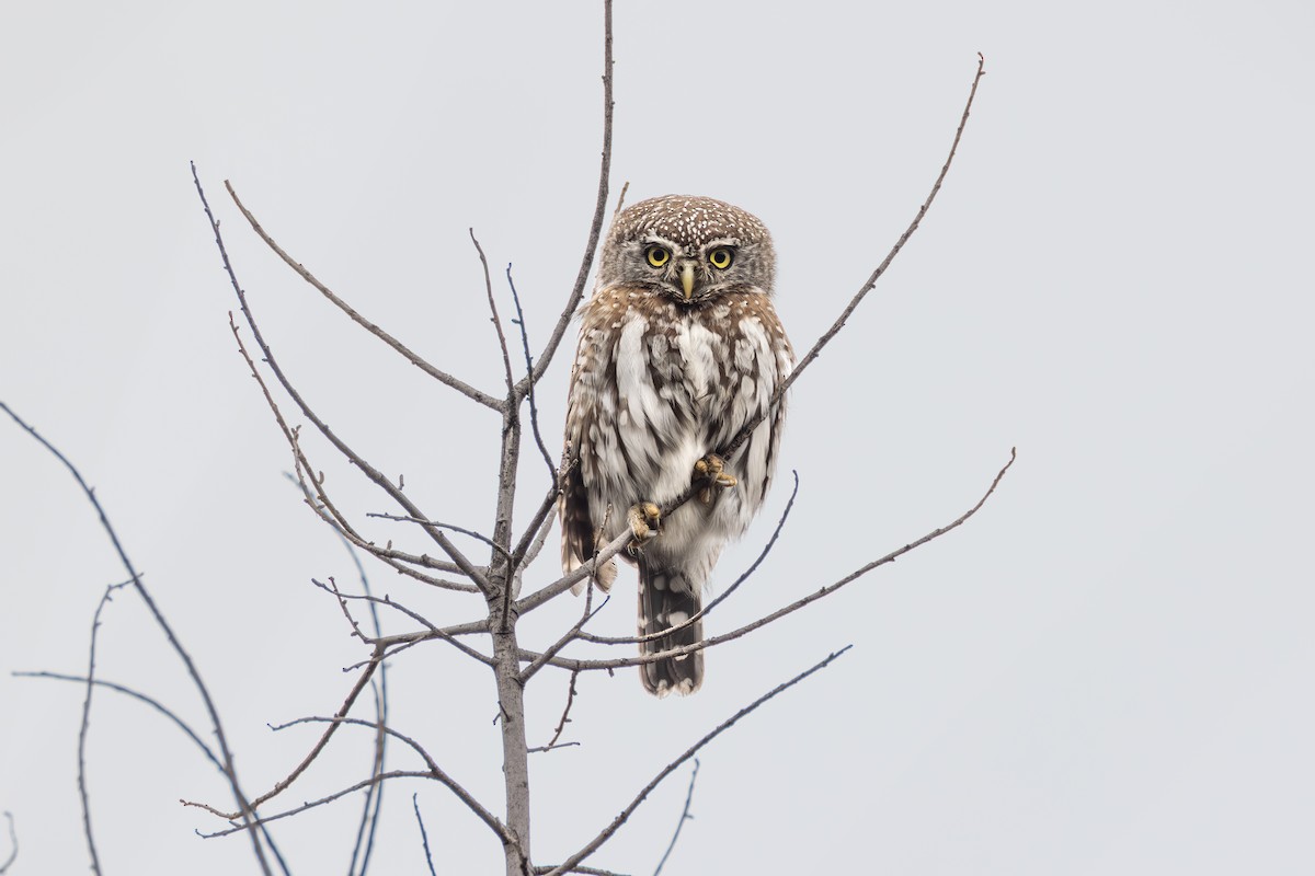 Pearl-spotted Owlet - ML644772392