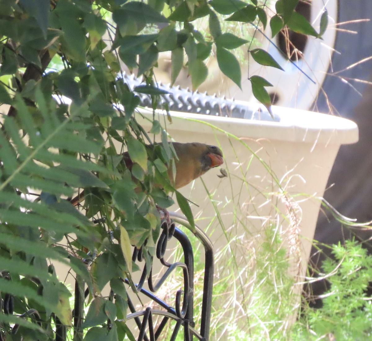 Kırmızı Kardinal - ML644772393