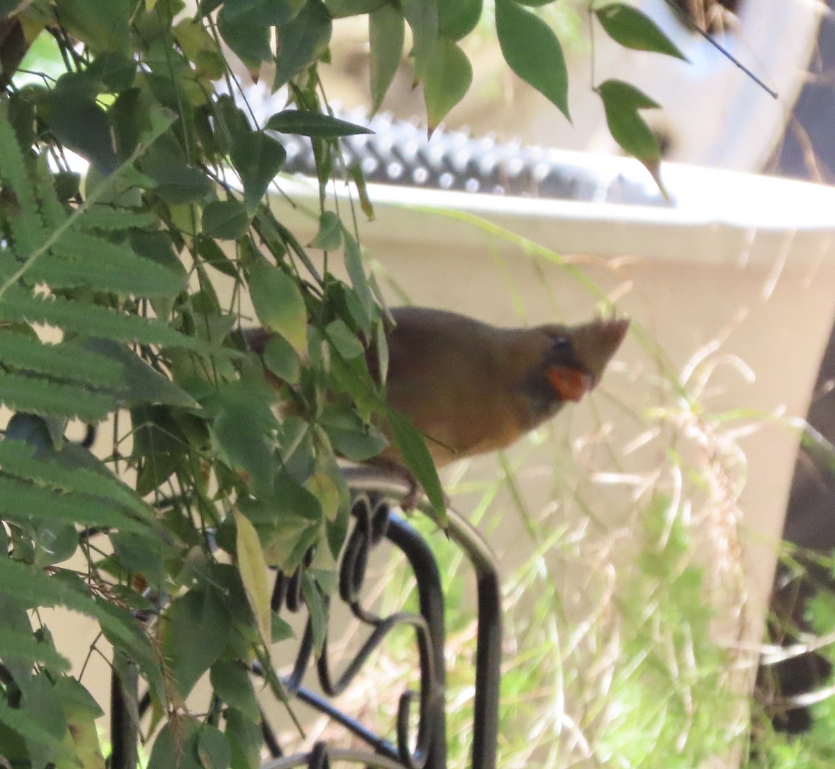 Kırmızı Kardinal - ML644772394