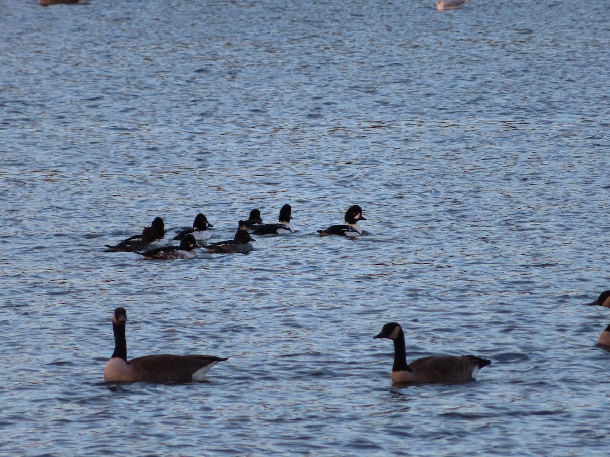 Исландский гоголь - ML644772401