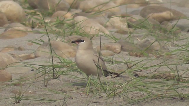 Small Pratincole - ML644772411