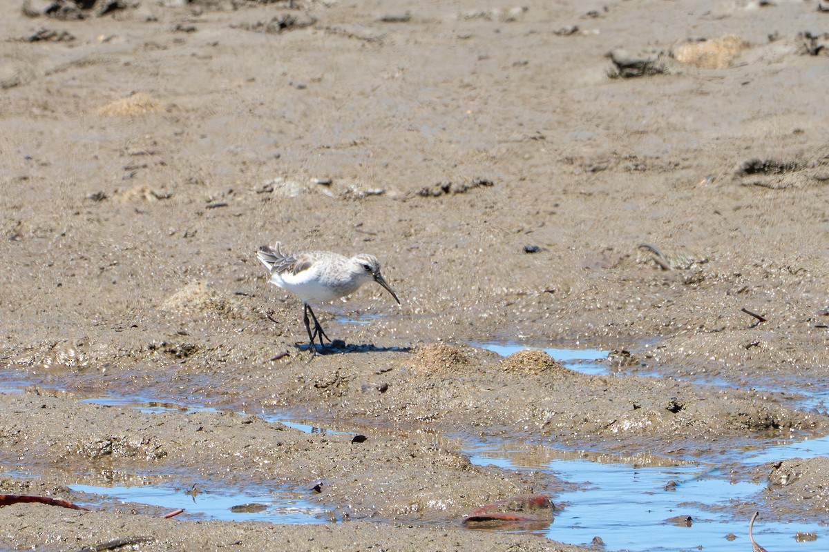 Txirri kurlinta - ML644772428