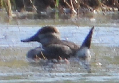 Schwarzkopf-Ruderente - ML644772432