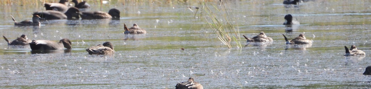 Schwarzkopf-Ruderente - ML644772433