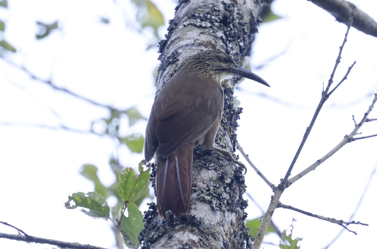 Grimpar à gorge blanche - ML644772437